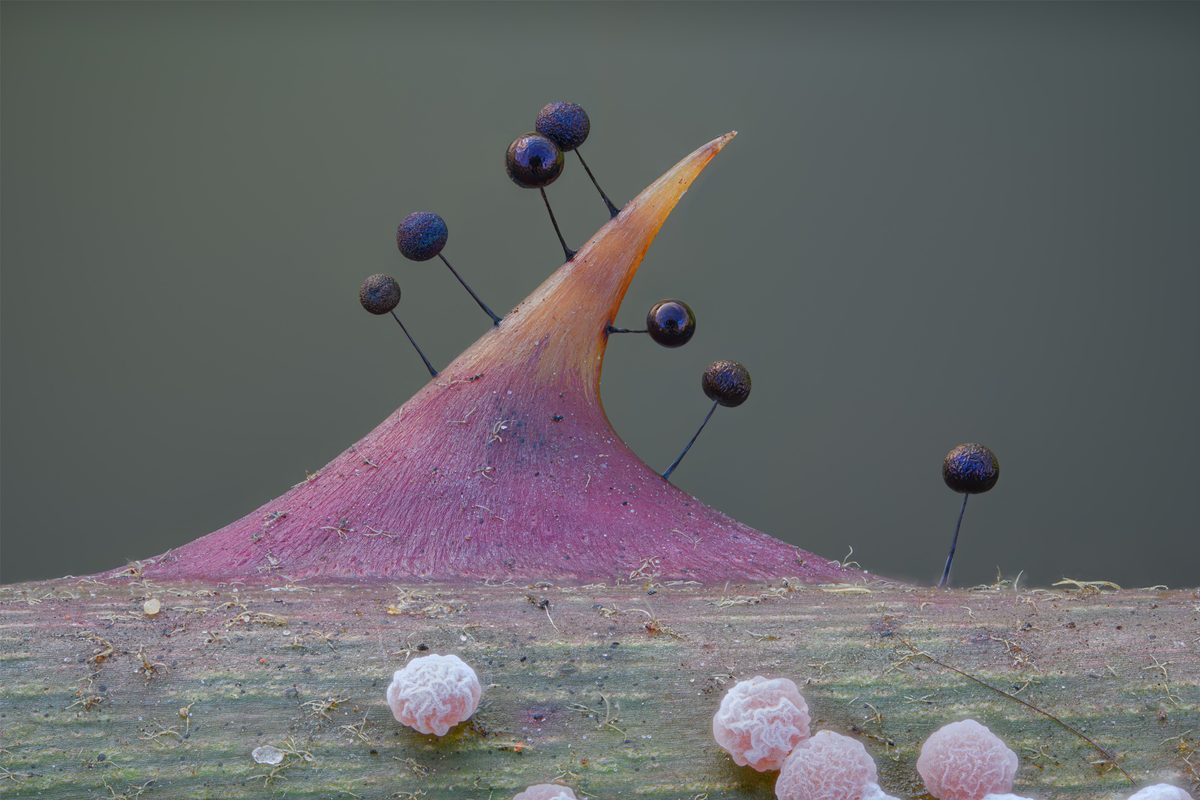 Close up of a slime mould - a purple thorn-like structure with small pin-like protrusions