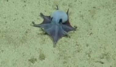 ‘He’s tiny! It’s blue!’: Scientists find new deep-sea octopus - CTV News