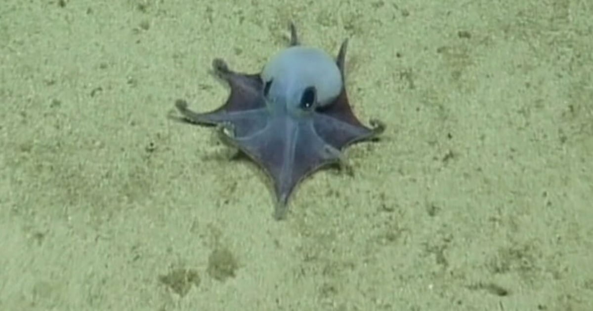 ‘He’s tiny! It’s blue!’: Scientists find new deep-sea octopus - CTV News