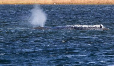 Whale that was rescued after stranded in Germany found dead in Denmark - CTV News
