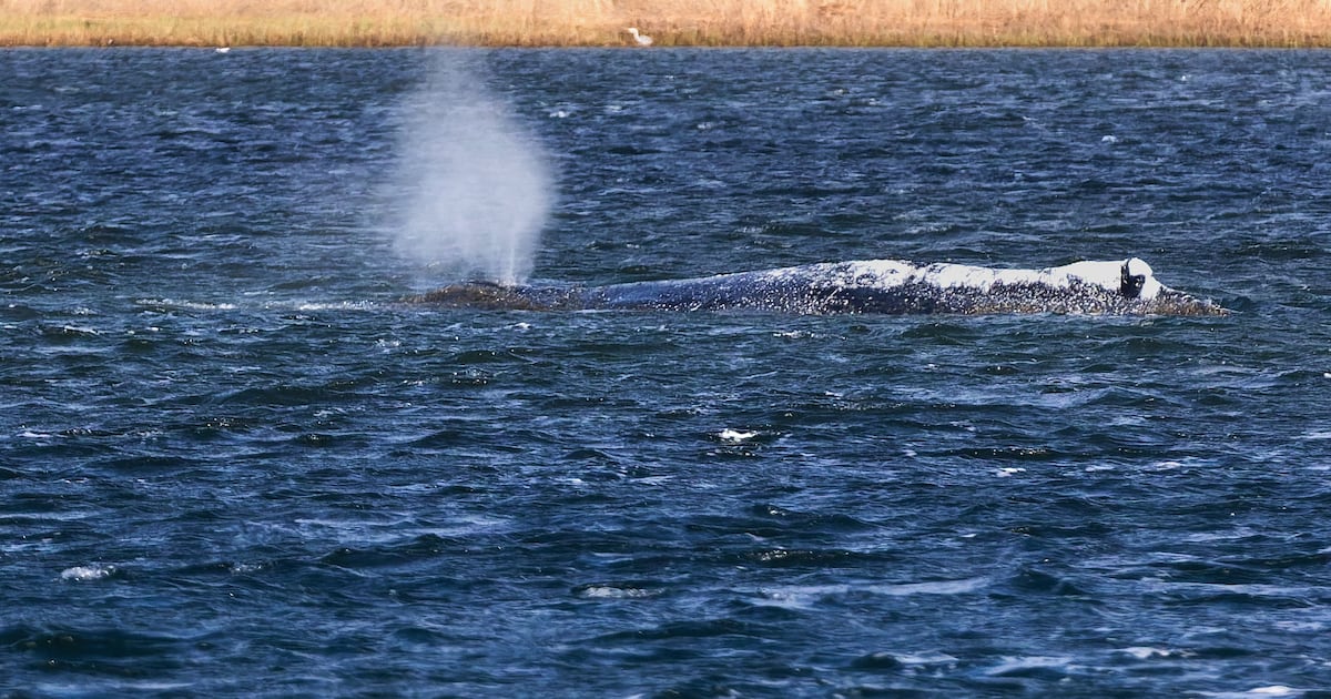 Whale that was rescued after stranded in Germany found dead in Denmark - CTV News