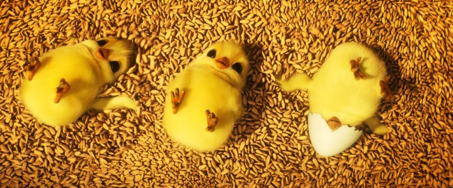 ANIMAL FARM, 2026. © Angel /Courtesy Everett Collection