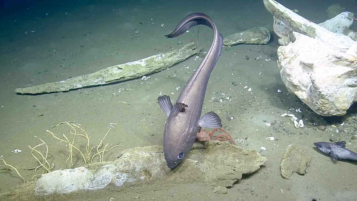 Macrourid fish tube worms and crab on mandible bones