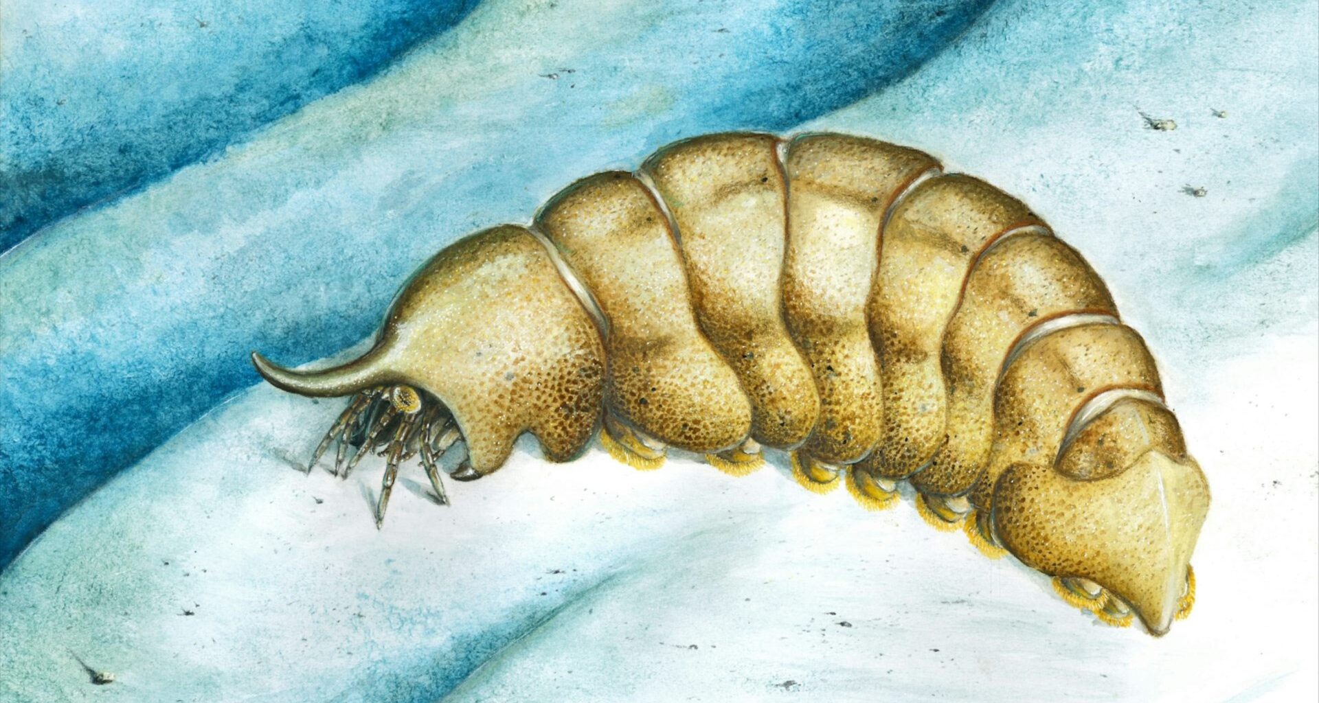 Forgotten fossil in museum drawer challenges animal evolution