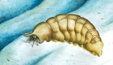 Forgotten fossil in museum drawer challenges animal evolution