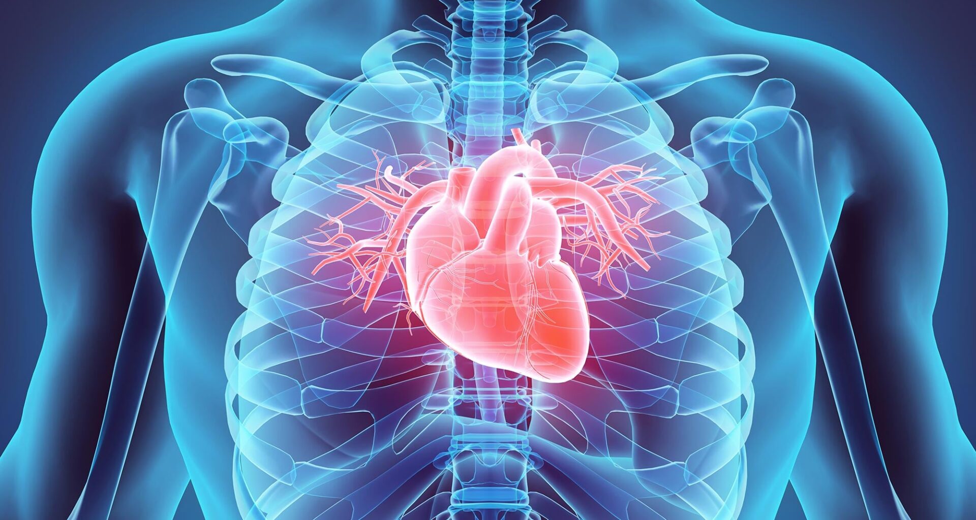 Male Medical Anatomy Human Heart Close