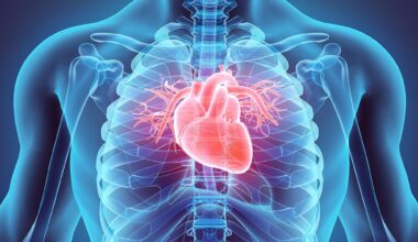 Male Medical Anatomy Human Heart Close
