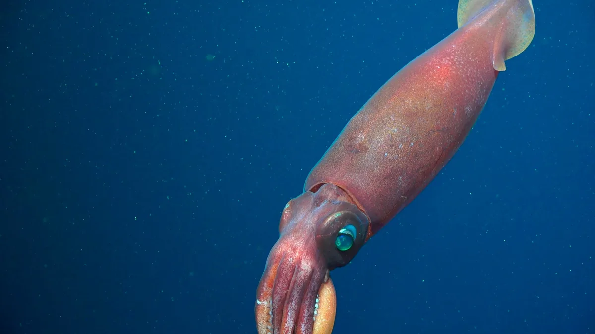 Megalocranchia squid