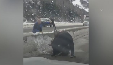 Moose rescued after flipping over highway median in Newfoundland