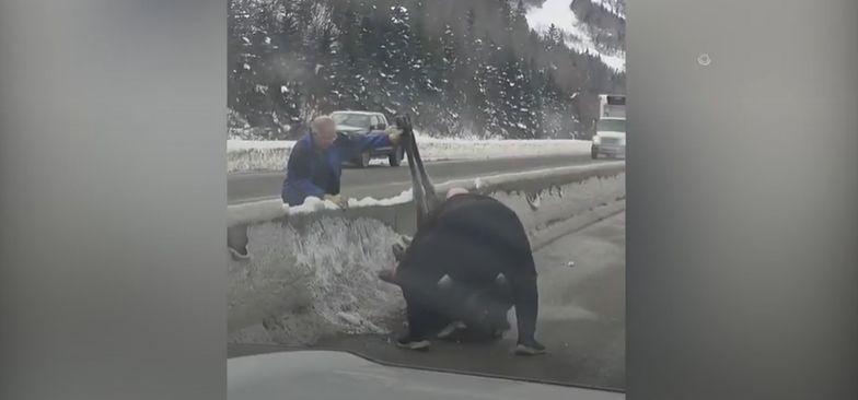 Moose rescued after flipping over highway median in Newfoundland