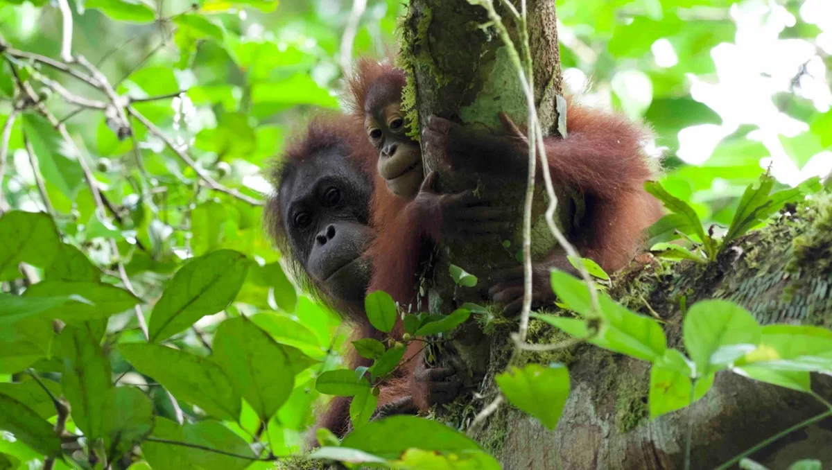 Hellen and Lucy watch researchers from a higher canopy. Danum Valley Conservation Area, Sabah, Malaysia.
