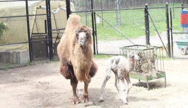 Toronto Zoo announces birth of new Bactrian camel calf