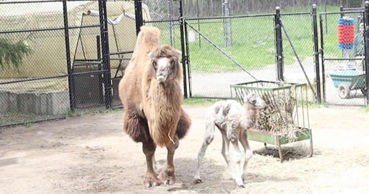 Toronto Zoo announces birth of new Bactrian camel calf
