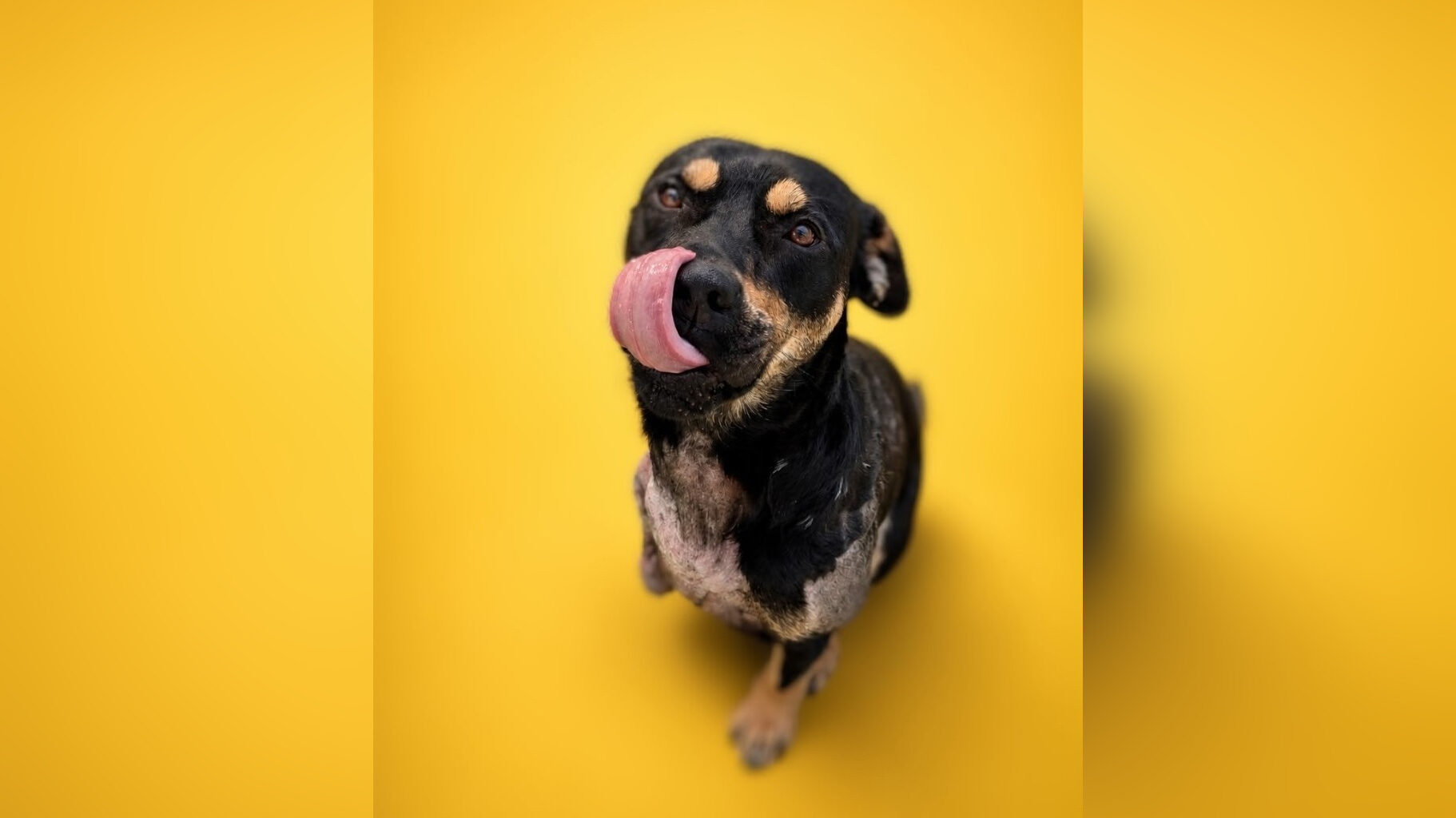 Pause for pets: Tripod pup Navin seeks new Calgary home