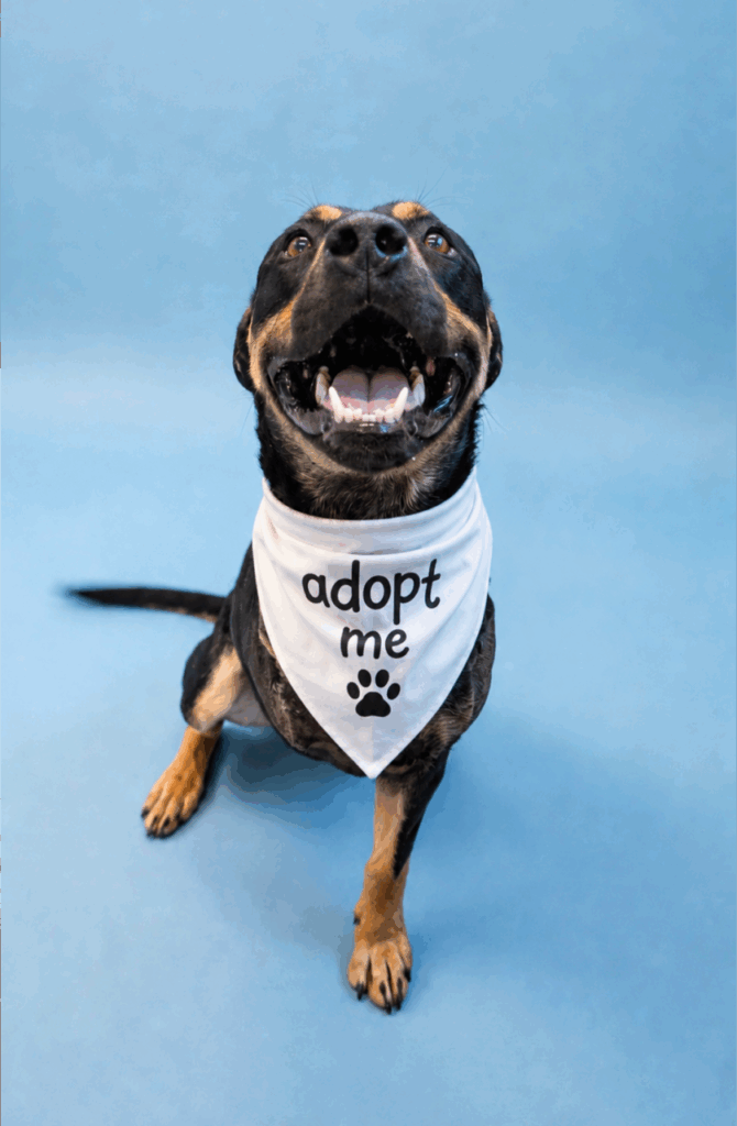 Rottweiler Navin wears an "adopt me" bandana as his photo his taken in Calgary