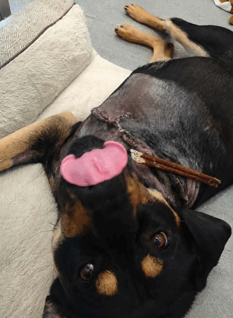 Rottweiler Navin looks up at the camera while he lays down in Calgary
