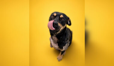 Pause for pets: Tripod pup Navin seeks new Calgary home