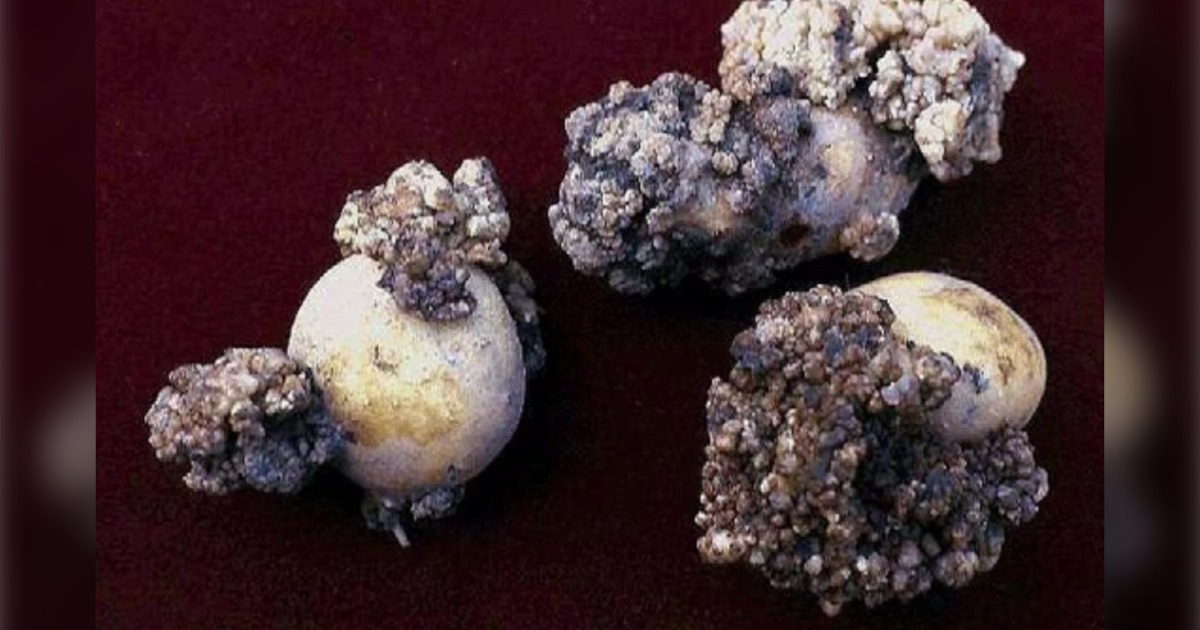 There’s a push to ban P.E.I. potatoes from the U.S. Here’s why - CTV News