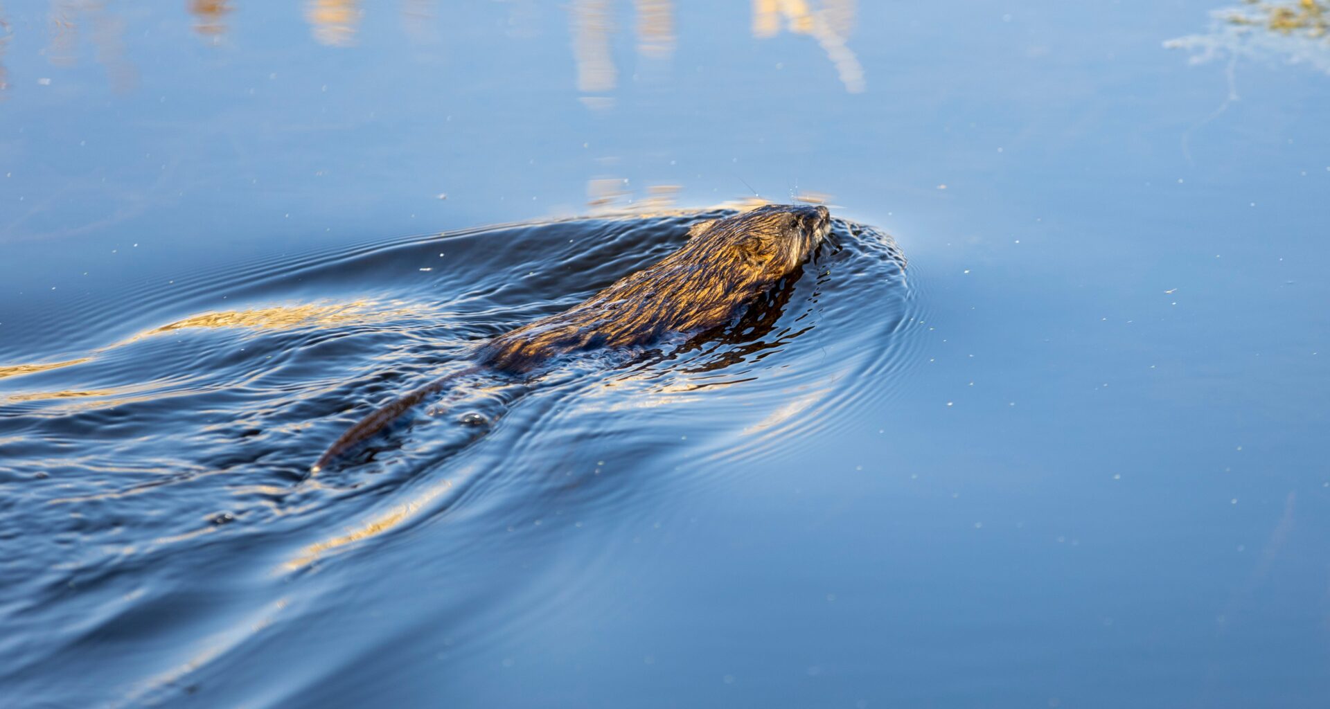 NWT committee assesses muskrat as species of ‘special concern’