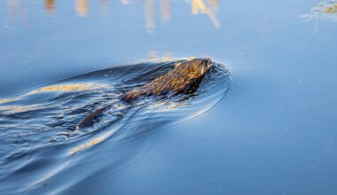 NWT committee assesses muskrat as species of ‘special concern’