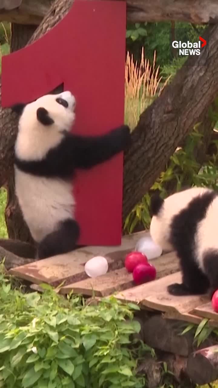 Click to play video: 'Panda twins celebrate 1st birthday with frozen treats at Berlin Zoo'