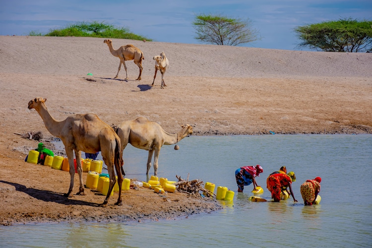 Women gather water in a desert with camels nearby. (Photo: Pexels)