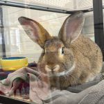 Front-view shot of a large rabbit.