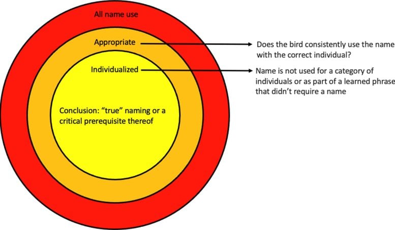 Parrot Proper Name Use Diagram
