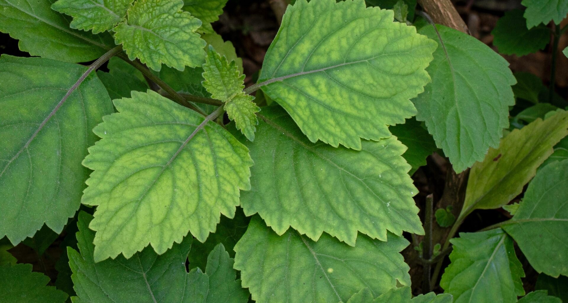 Patchouli oil shows surprising power against mosquitoes