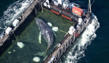 Humpback whale 'Timmy' released in the North Sea after weeks stranded off Germany - CTV News