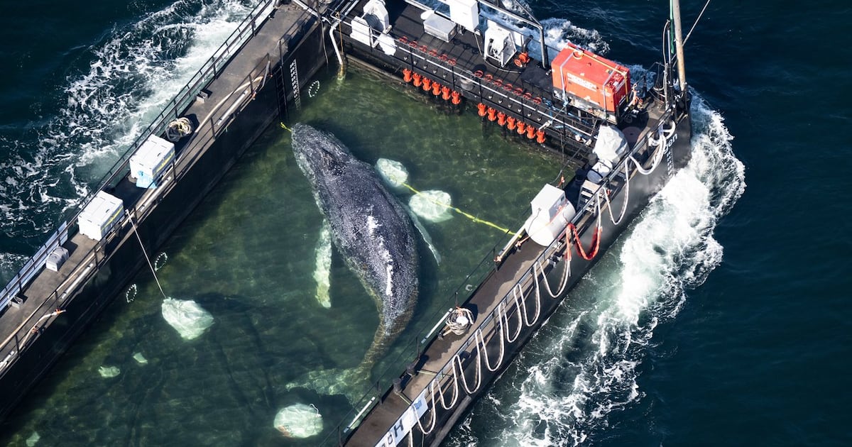 Humpback whale 'Timmy' released in the North Sea after weeks stranded off Germany - CTV News