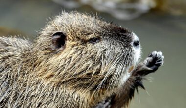 8-year-old boy attacked by beaver at park, hospitalized - CTV News