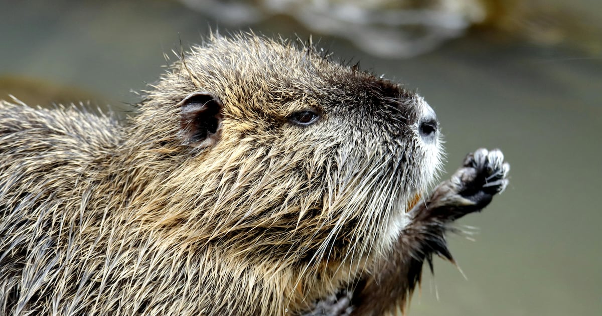 8-year-old boy attacked by beaver at park, hospitalized - CTV News