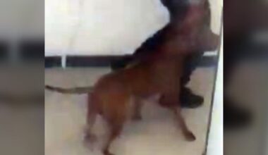 Dog attack leaves 1 smaller dog dead, owner injured: Toronto police
