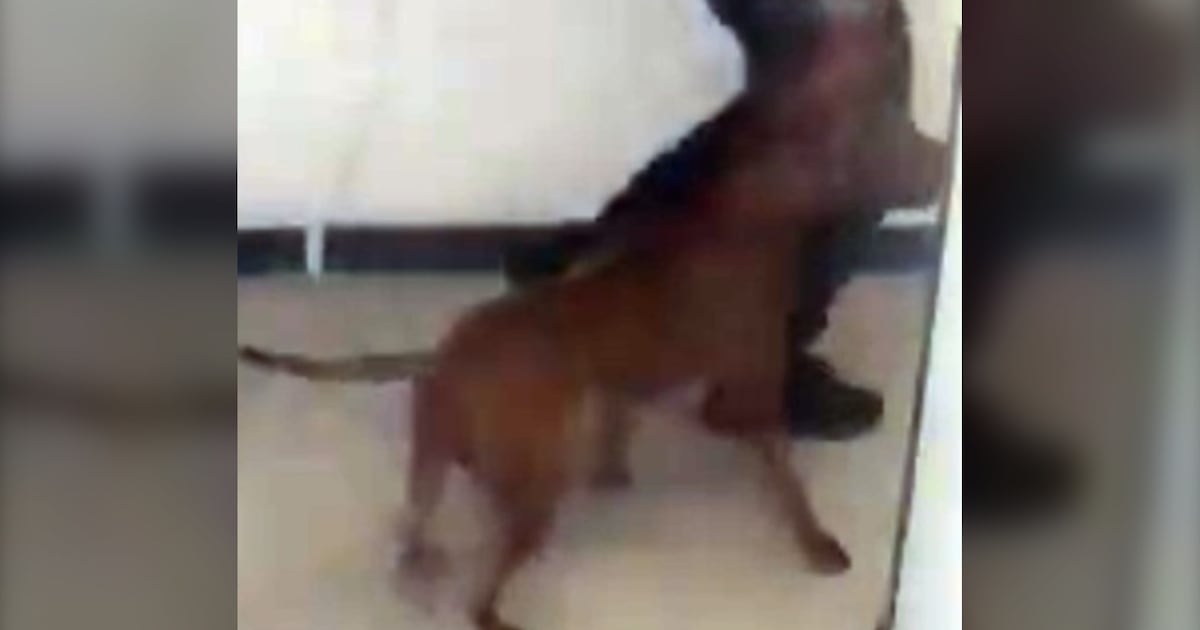 Dog attack leaves 1 smaller dog dead, owner injured: Toronto police