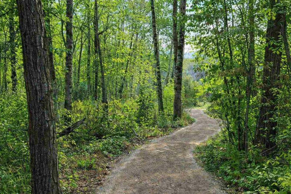The Osprey Hill ravine.