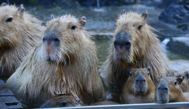 Rodents