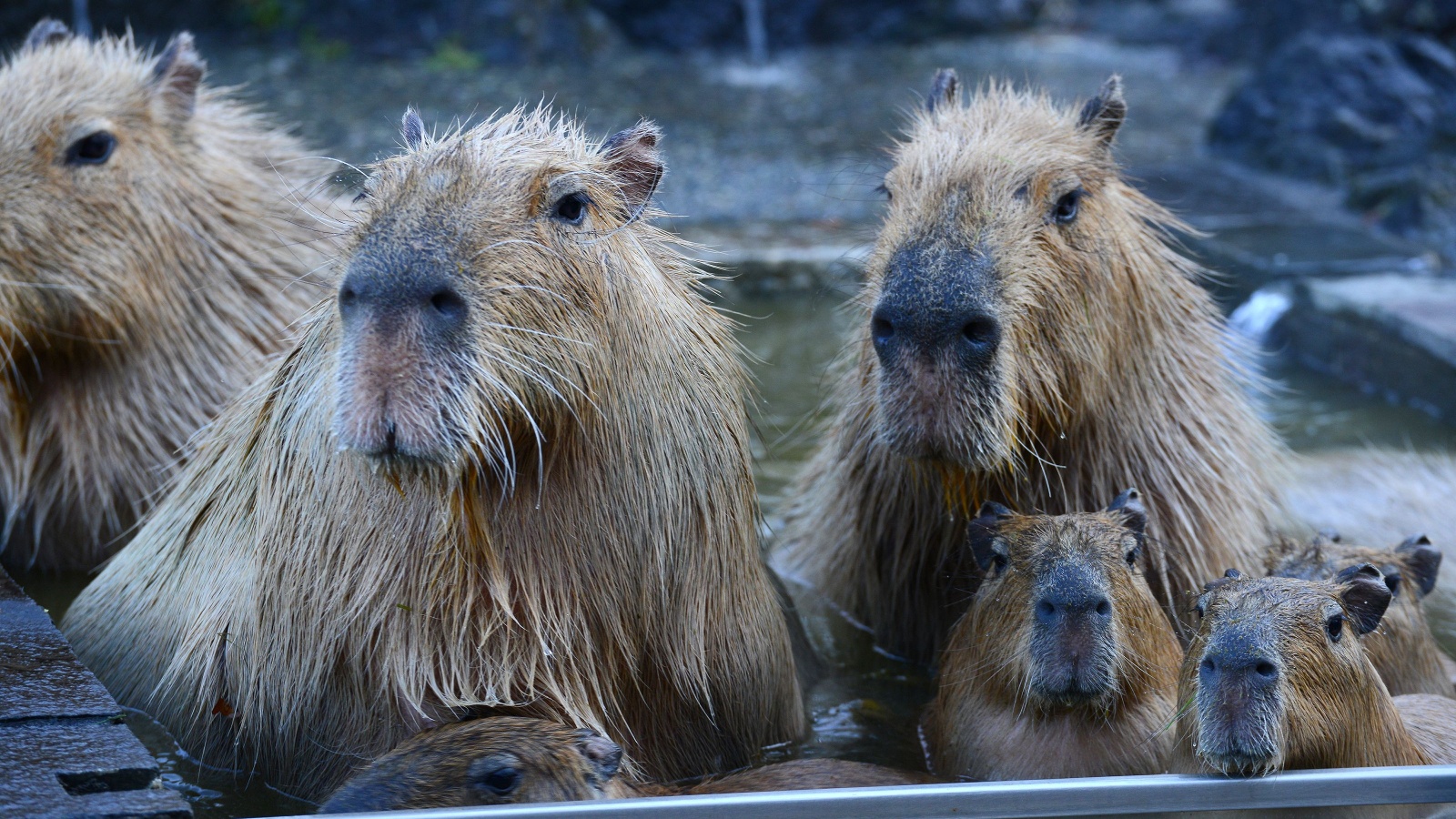 Rodents