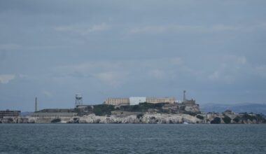 Male coyote swam over 3 km to Alcatraz Island, twice as far as biologists had expected - CTV News