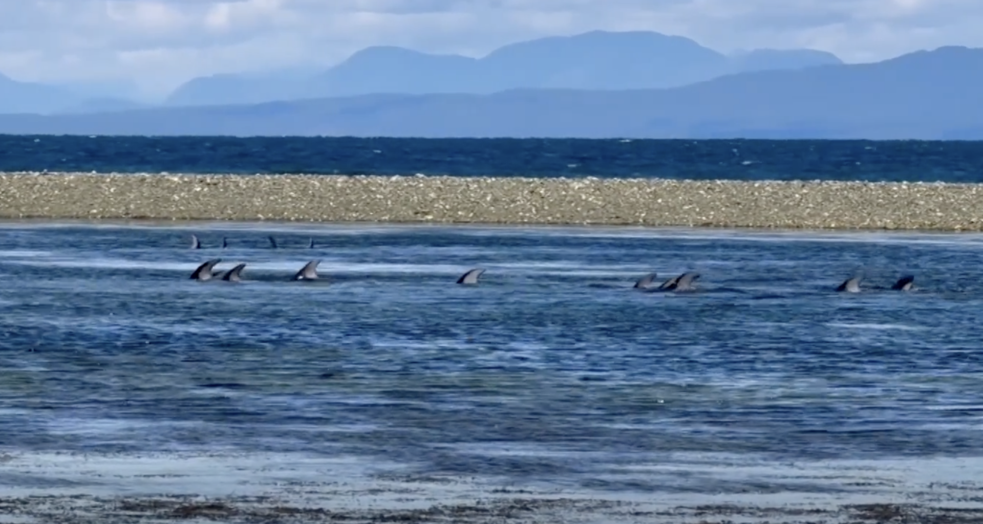Dolphins entrapped near Qualicum Beach might have been hunted by orcas
