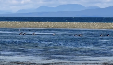 Dolphins entrapped near Qualicum Beach might have been hunted by orcas