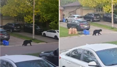 Bear in Oshawa