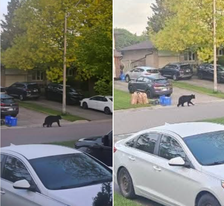 Bear in Oshawa