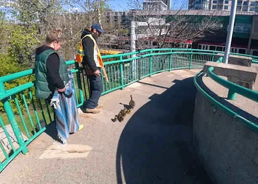A couple herding a mother duck and her ten babies across a pedestrian bridge. (Connor O'Donovan/TWN)