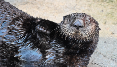 Rescued sea otters moving from Vancouver Aquarium to Quebec