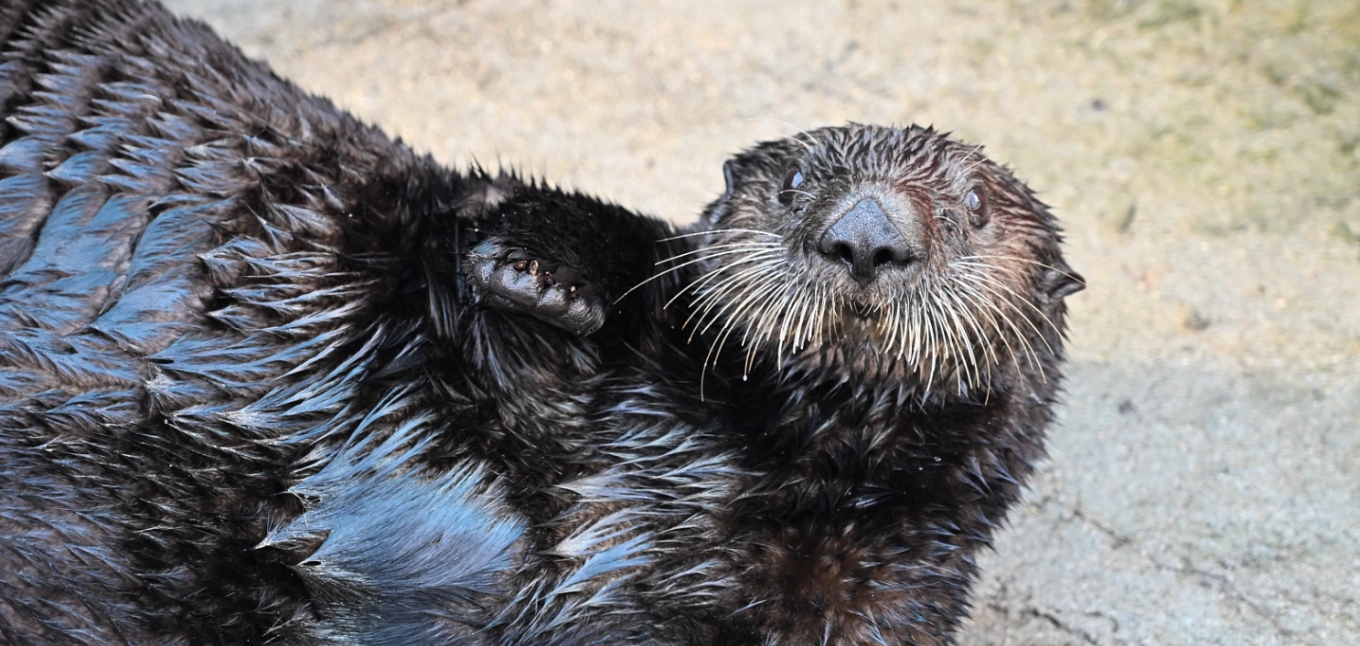 Rescued sea otters moving from Vancouver Aquarium to Quebec