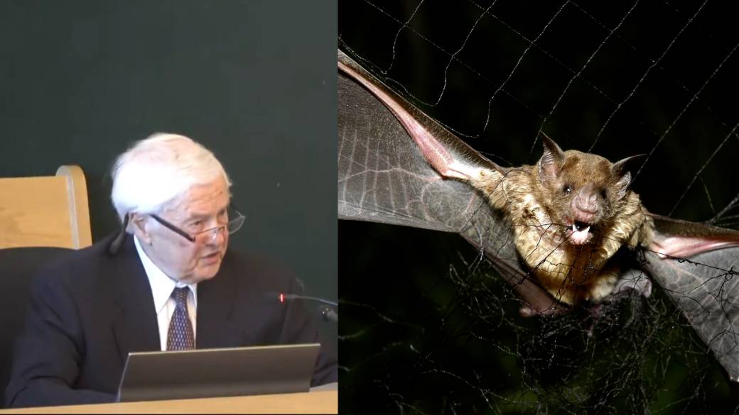 Click to play video: 'Ontario child dies of rabies after exposure to bat'
