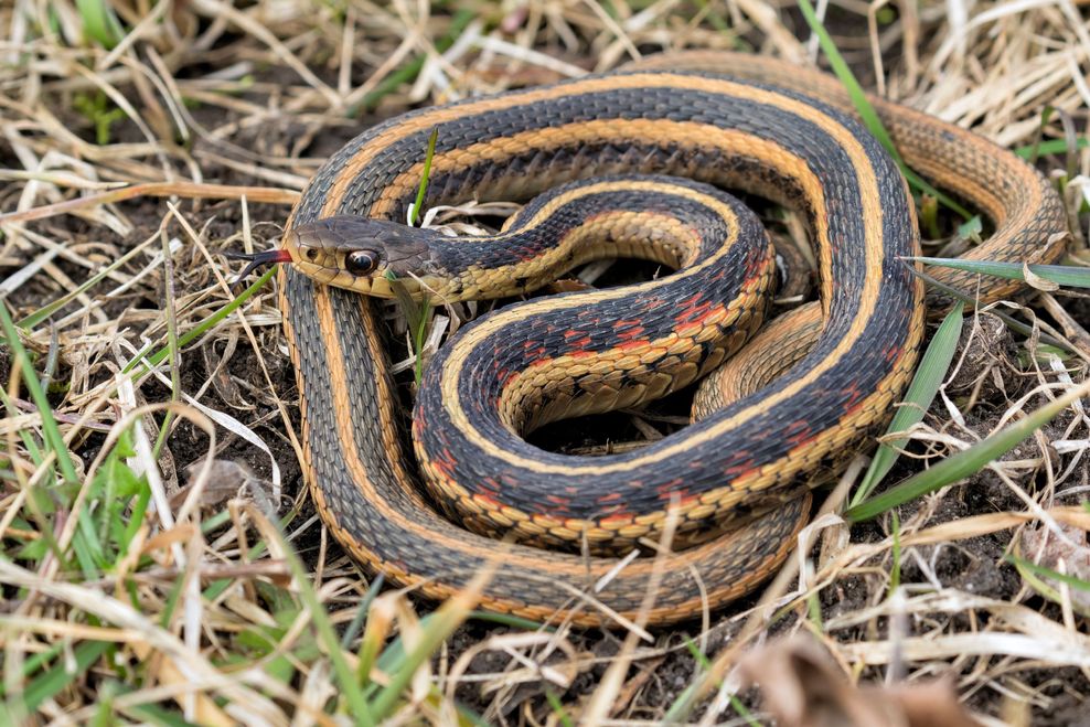 snakes edmonton