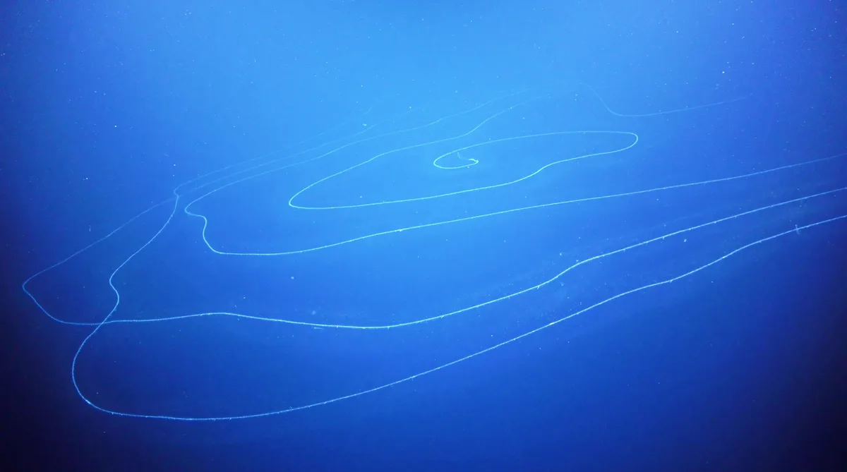 Siphonophore