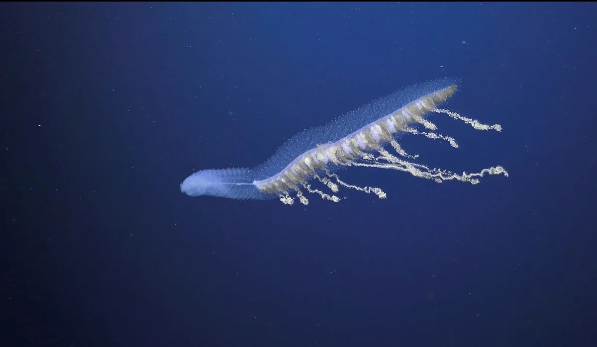 Siphonophore